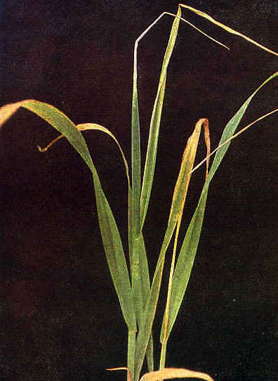 copper deficiency in wheat plant