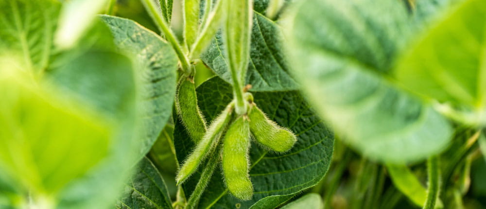 soybean pods