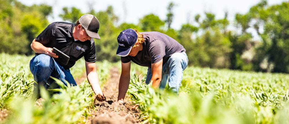 agronomists consulting on corn crops