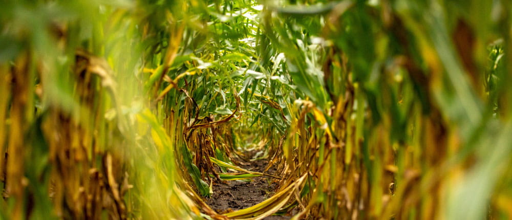 rows of corn in field