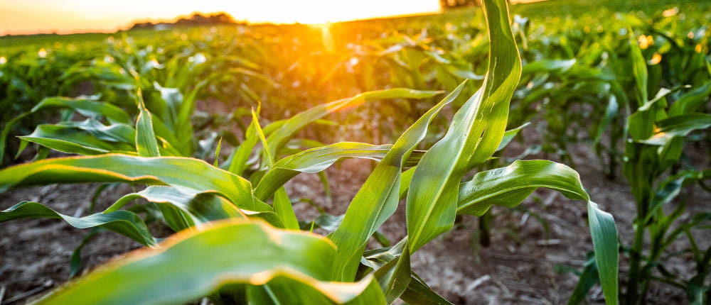 corn field in sunset