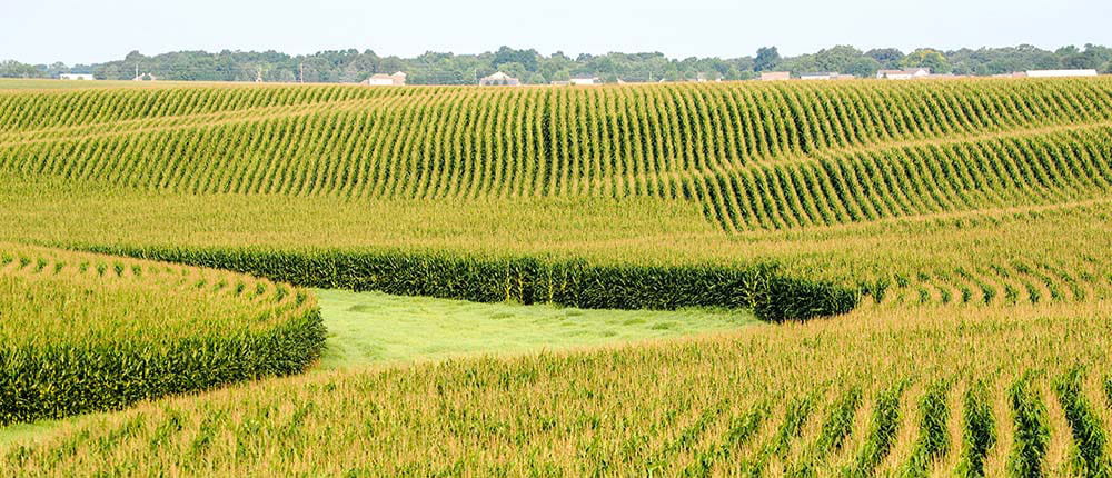 Corn field