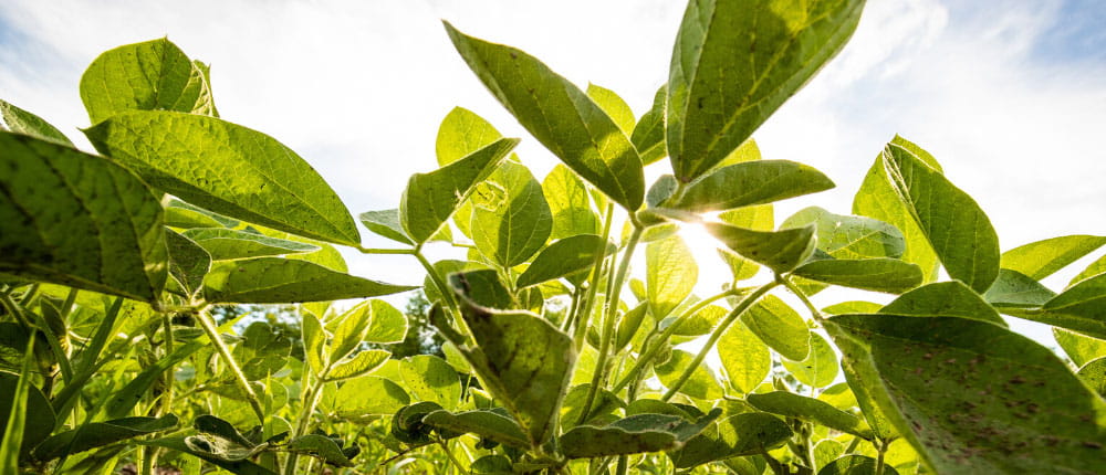 Soybean plants