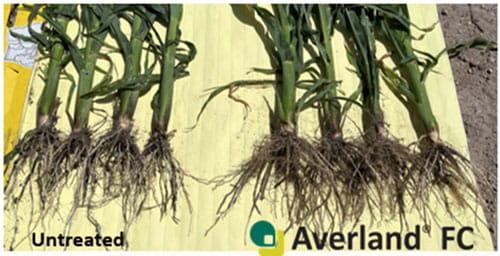 Comparison of Averland FC applied to plants