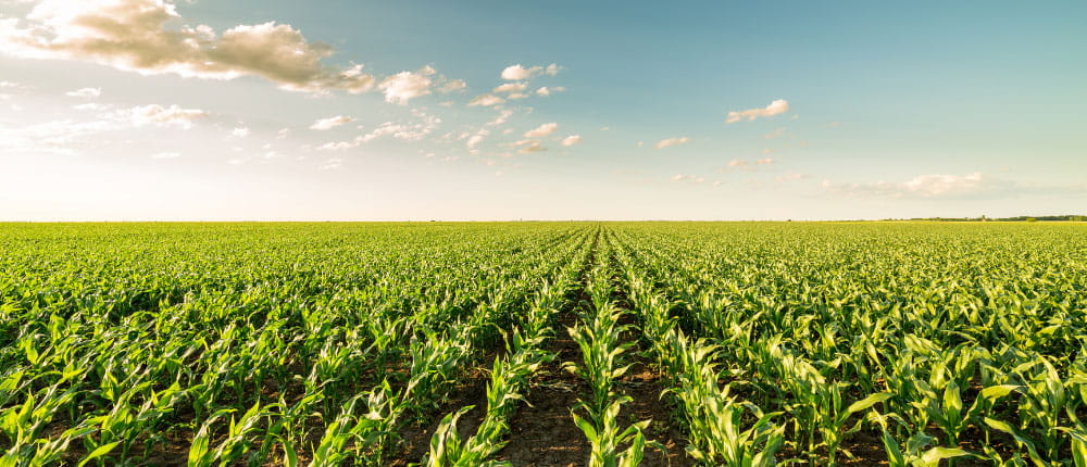 Bright corn field on a sunny day