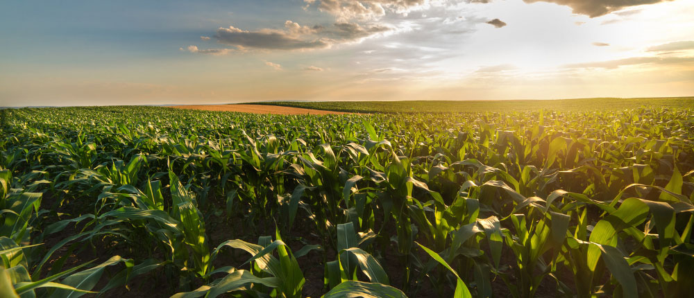 Corn field