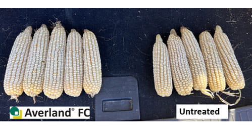 Corn comparison with Averland FC treatment