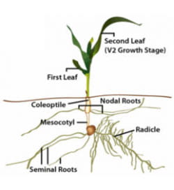 Diagram of a corn plant