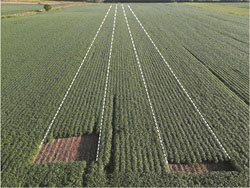 Farm field with lines