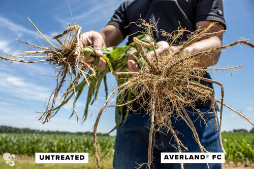 Treated and untreated roots