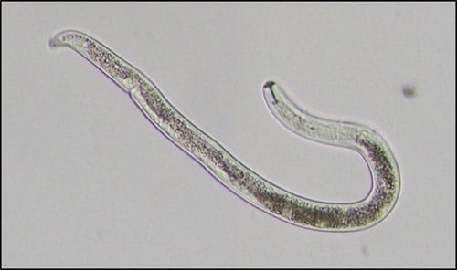 Worm
