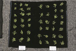 Zironar pods