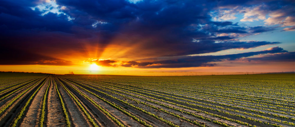 Sunset over field