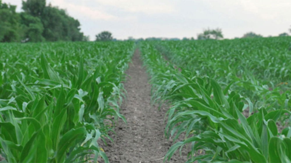 Corn rows