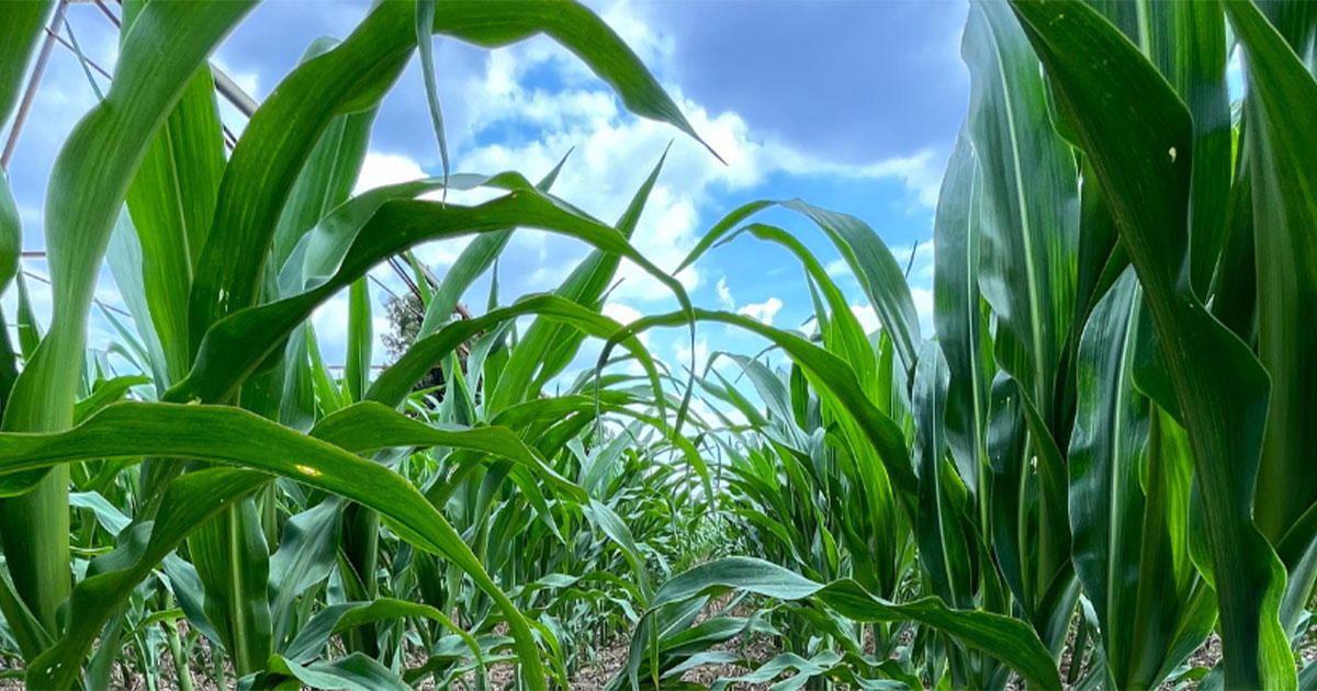 Corn stalks