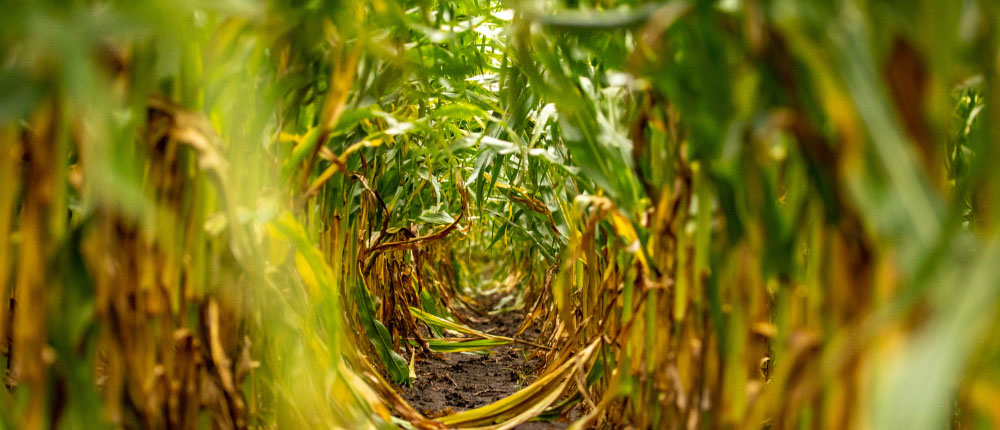Rows of corn