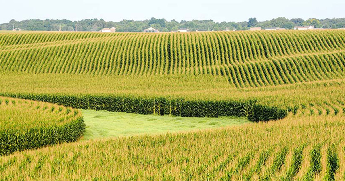Corn field