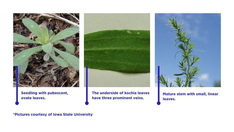 Kochia ID graphic