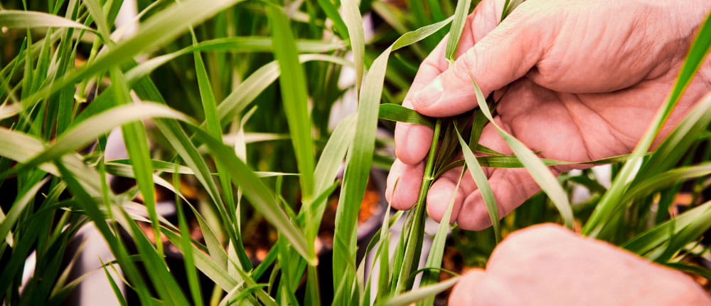 Examining the crop