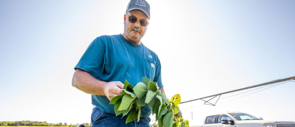 Agronomist inspecting soybean plant