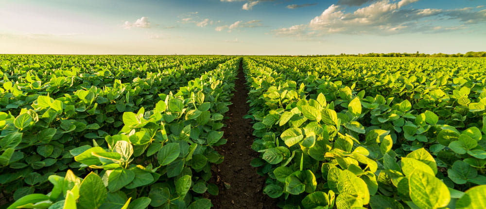 Soybean field