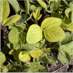 Soybean plants