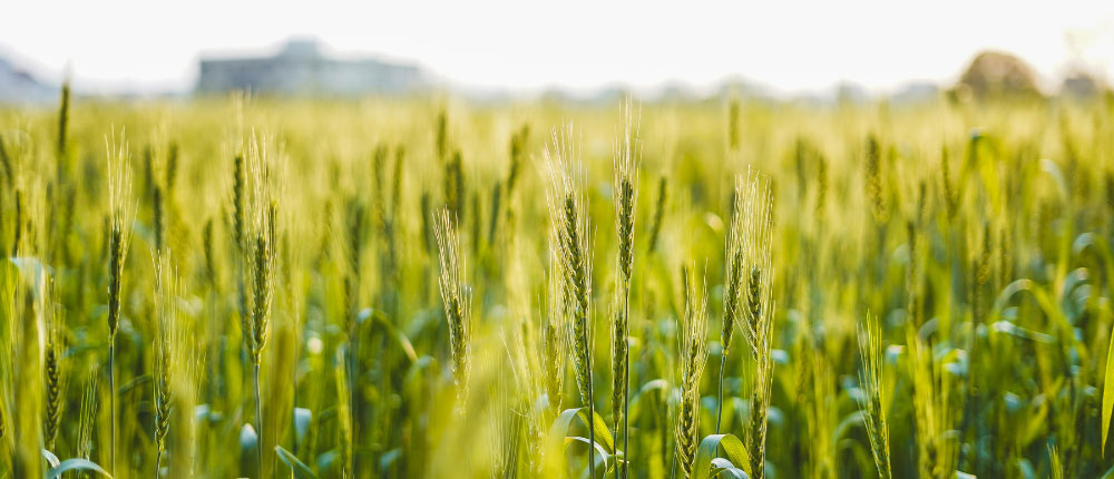 Wheat field