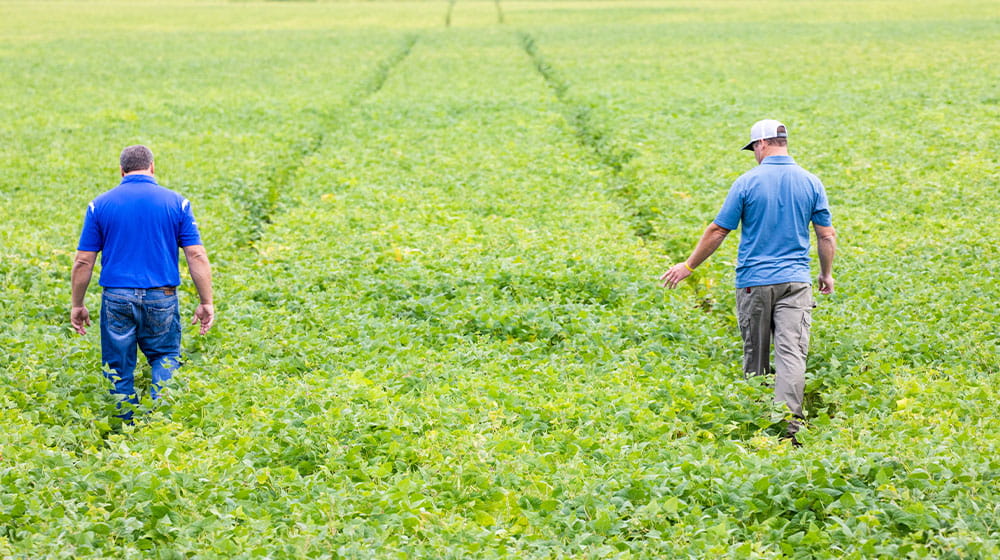 Two men walking in a field