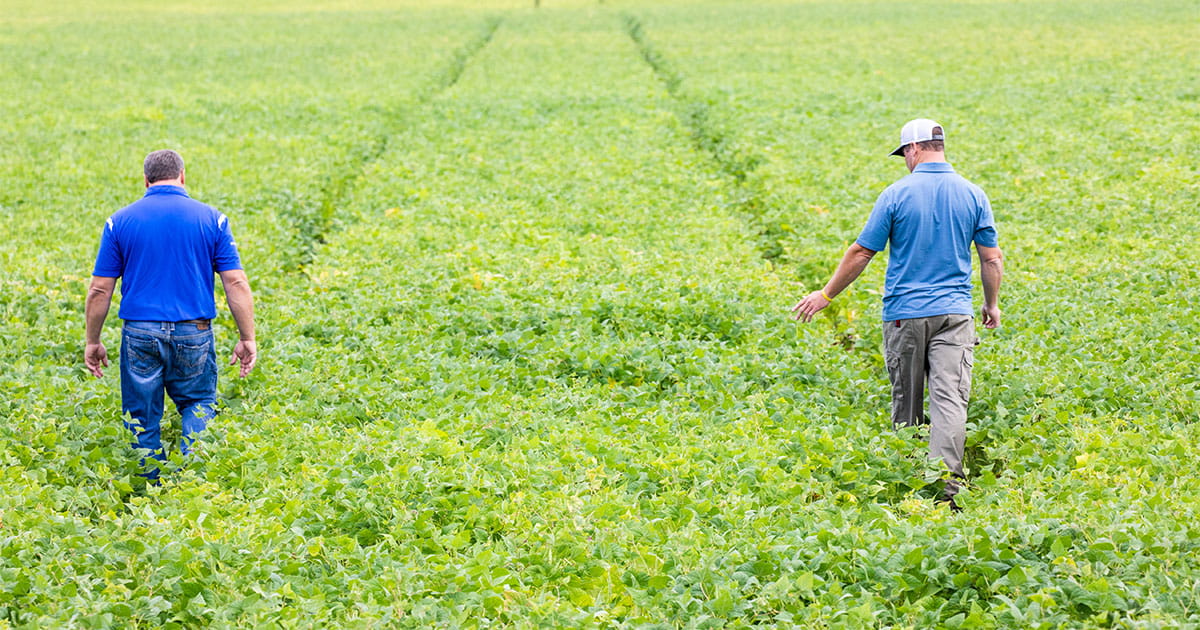 Two men walking in a field