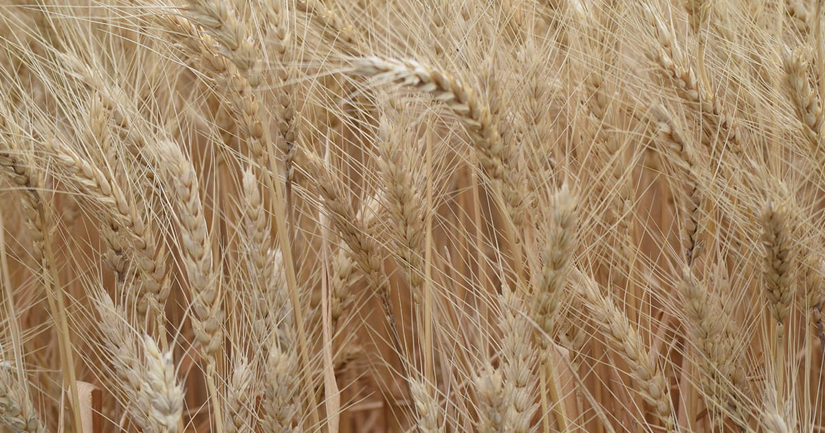 Wheat field