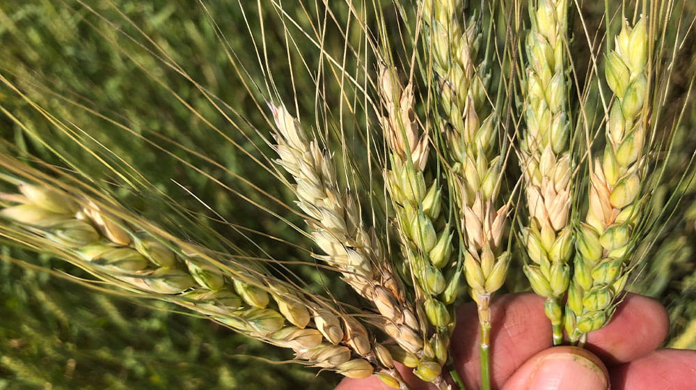 Hand holding wheat stalks