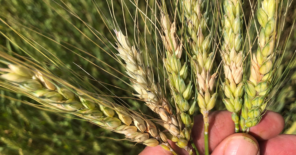 Hand holding wheat stalks
