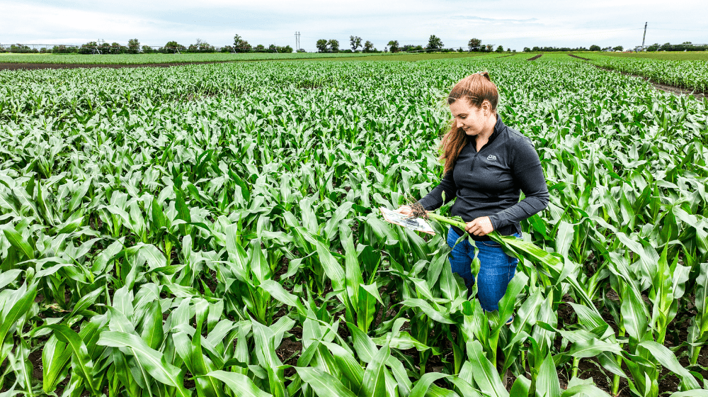A woman inspecting corn plants in a cornfield