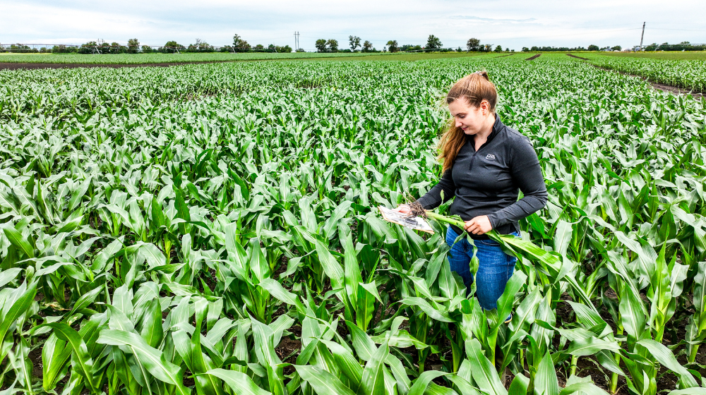 A woman inspecting corn plants in a cornfield