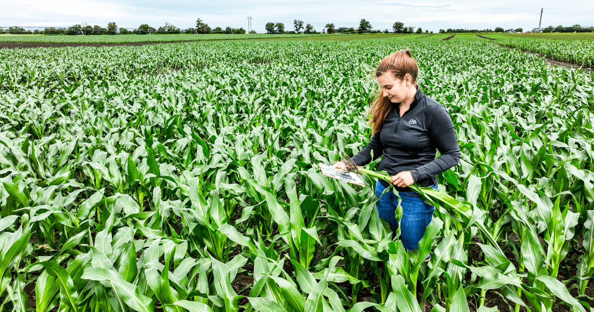 A woman inspecting corn plants in a cornfield