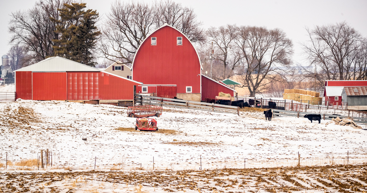 Snowy farm with red barn and livestock