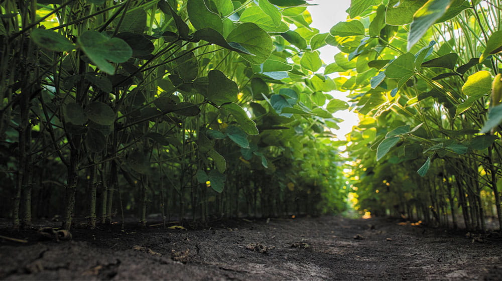 Soybean plants