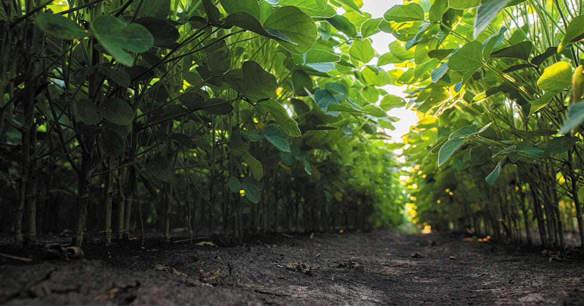 Soybean plants
