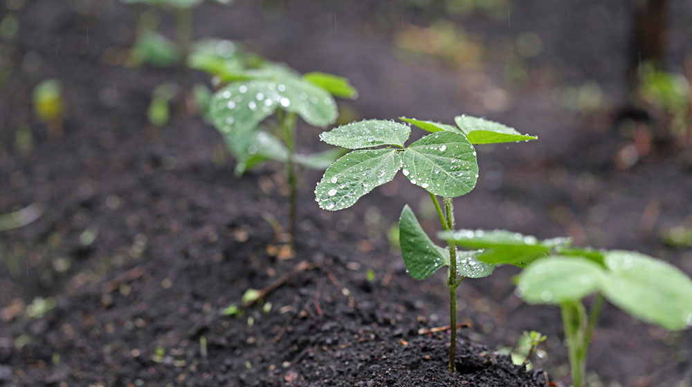Up close image of a soybean plants in a field