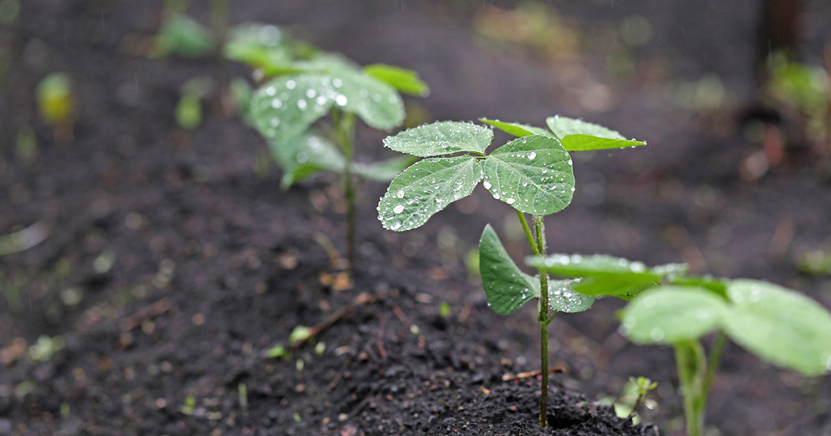 Up close image of a soybean plants in a field