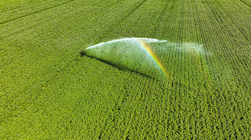 A field getting irrigated. 