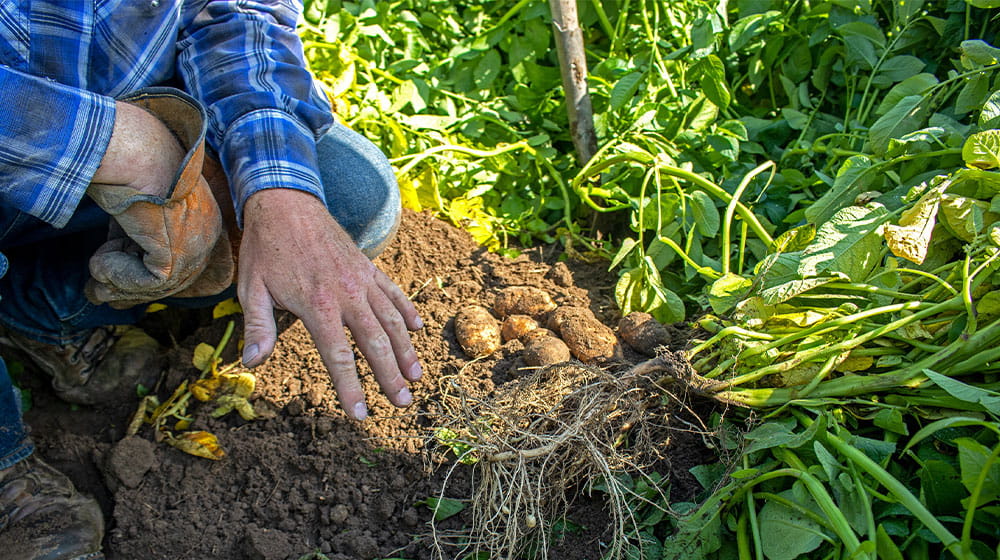 Farmer crouching beside harvested potatoes in a field