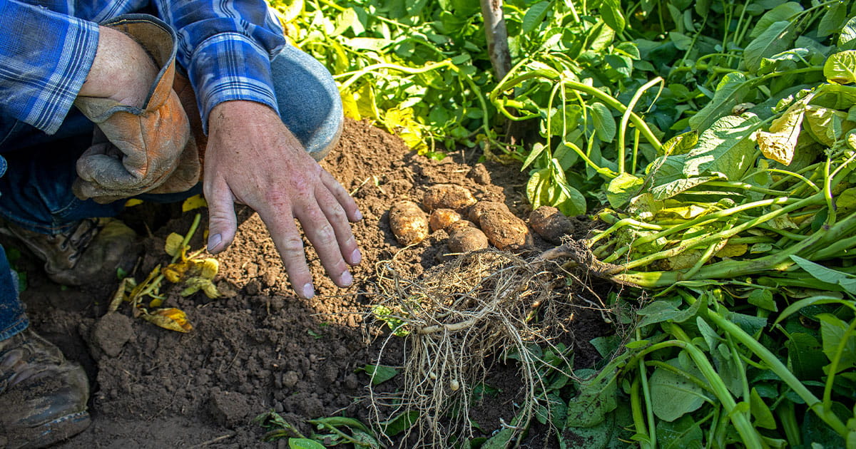 Farmer harvesting potatoes from a field