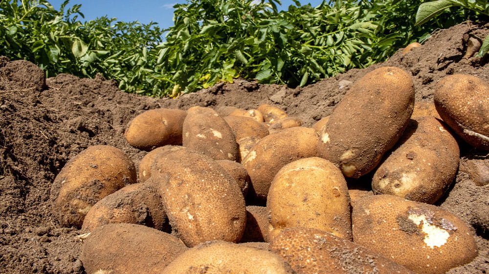 A pile of potatoes sitting in a field