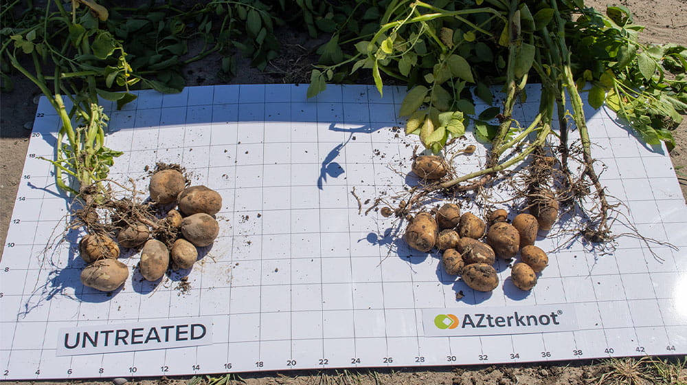 Two sets of potatoes showing the difference between untreated and treated with AZterknot