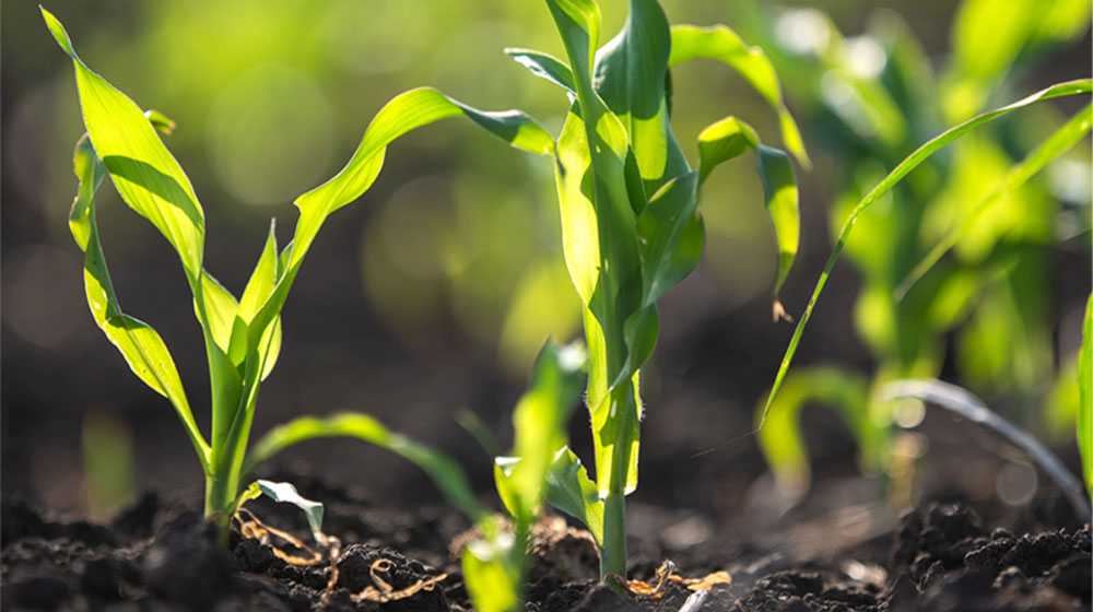Young corn field seedlings