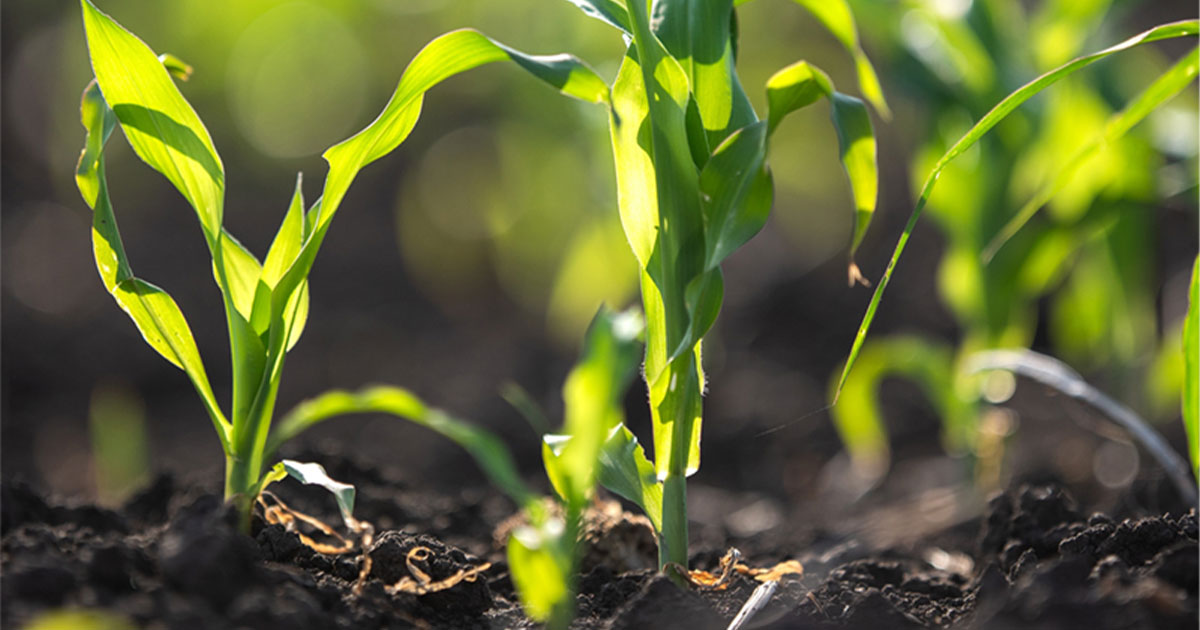 Young corn field seedlings