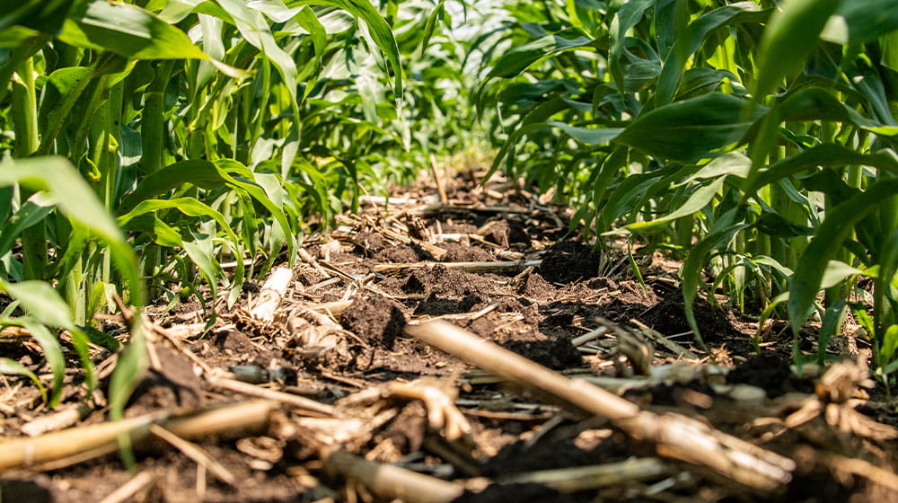 Young corn stalk rows