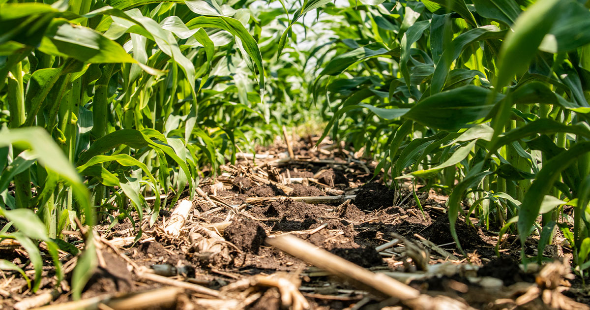 Young corn stalk rows