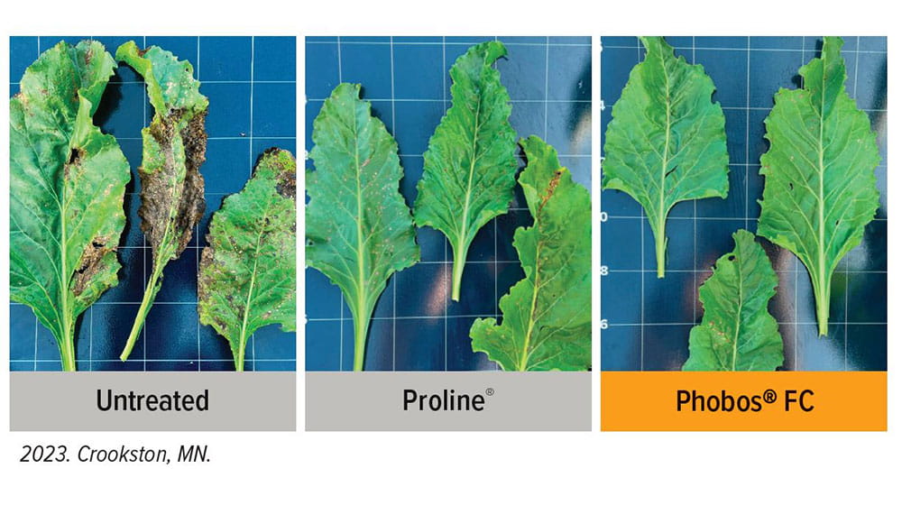 Side-by-side images showing Cercospora leaf spot on untreated leaves, leaves treated with Proline, and leaves treated with Phobos FC